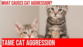 Solving Aggression in Cats: How to Handle an Aggressive Cat Around Strangers by Kitty Cat's Corner 153 views 1 month ago 3 minutes, 38 seconds