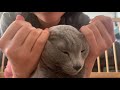 ASMR - Cat Massage (short version)