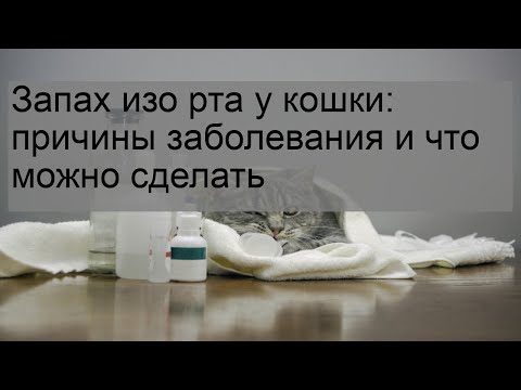 Запах изо рта у кошки: причины заболевания и что можно сделать