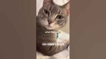 STOP DOING THAT! #cat  #cats  #catvideos #catshorts #catcam #funnycats #funny #cute #memes #catlover