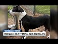 Four Legged Friends: Martha Stu