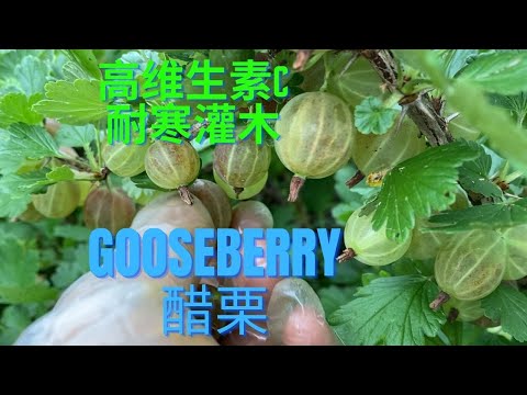 认识一下特别的浆果Gooseberry(醋栗)