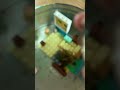 Khi tôi nuôi ốc lần đầu tiên🦞🐌