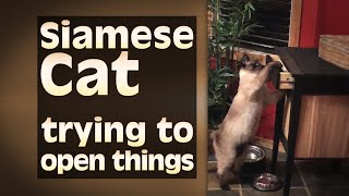 Siamese Cat trying to open things