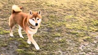 Lisko shiba