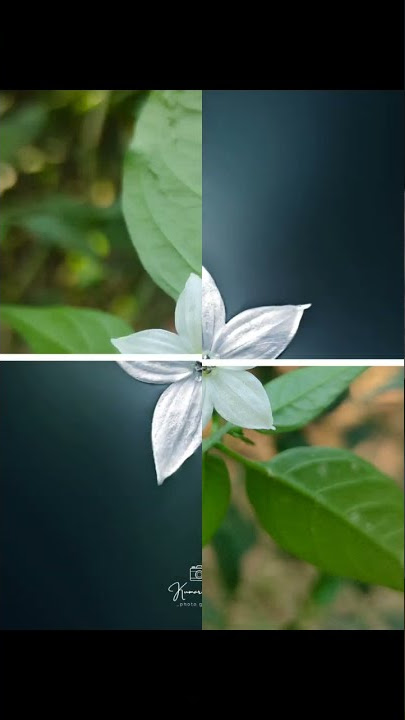 Trending Instagram reels idea 🔥 flower photography 🌼