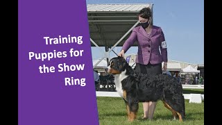 Get your puppy ready for the show ring! Showing Bernese Mountain Dogs!