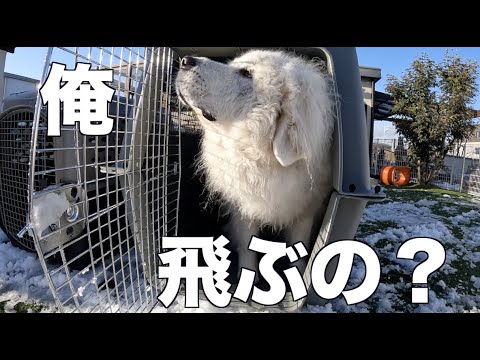 わんにゃんドーム福岡 飛行機に乗れないかも??