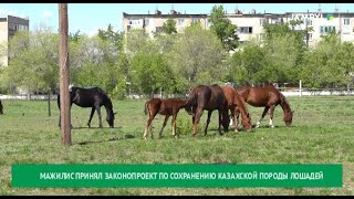 Мажилис принял законопроект по сохранению казахской породы лошадей