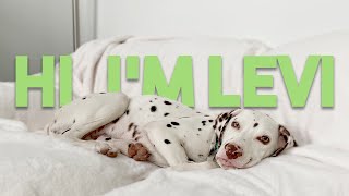 What it&#39;s REALLY like to have a DALMATIAN PUPPY (6 Months)