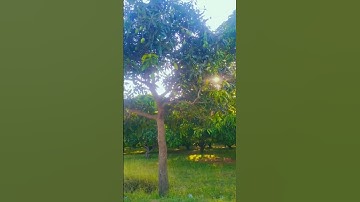 Thumbnail of I think of the trees and how simply they let go... #natureview #trees #sunshine #songs #1million