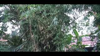 suasana alam pedesaan dengan kecapi suling serasa rindu kampung halaman-No copyright
