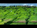 Amazing laomei green reef in taiwan 