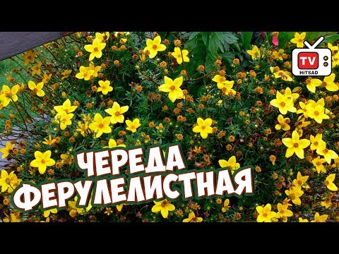 Новая звезда вазонов 🌸 БИДЕНС или ЧЕРЕДА ФЕРУЛЕЛИСТНАЯ 🌸 Обзор растения от hitsadTV