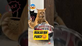 Artis Oyen Ngamuk Banting Panci! 🤣 #kucingoyen #oyenbarbar