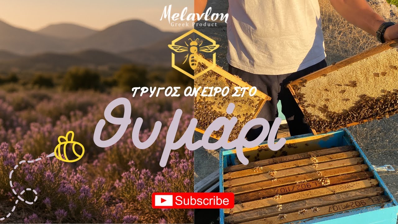 Τρύγος όνειρο στο θυμάρι. Ιούλιος 2025