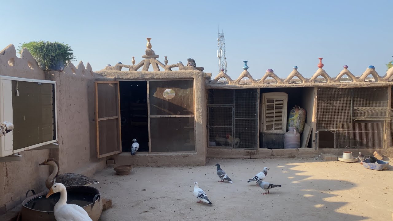 Cini Mini Zoo is live!