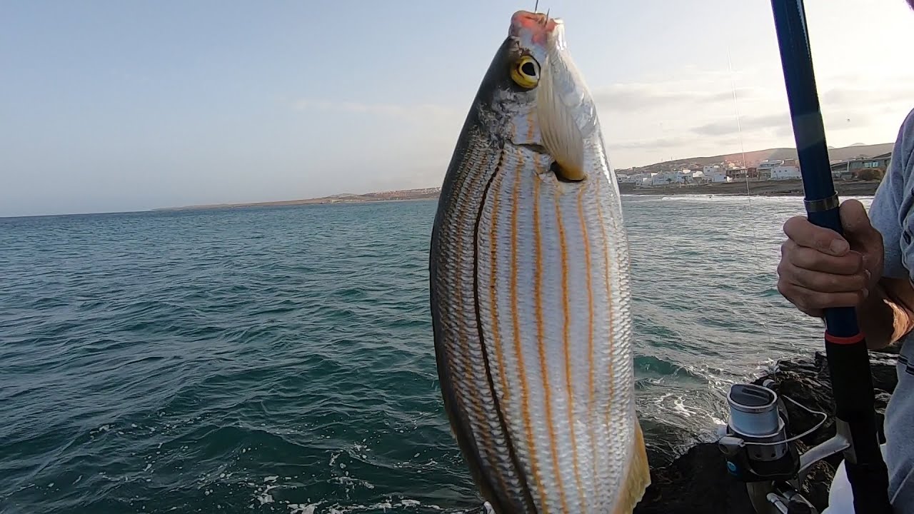 PESCARE DALLA SCOGLIERA: Un'altra Pescata in Mare con il Pane 