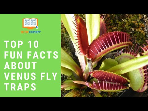 HowExpert Top 10 Fun Facts About Venus Fly Traps - HowExpert