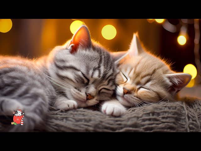 Instant Relaxation Music for Cats and Kittens 😻 Cat Music to Your Cat Relax and Sleep class=