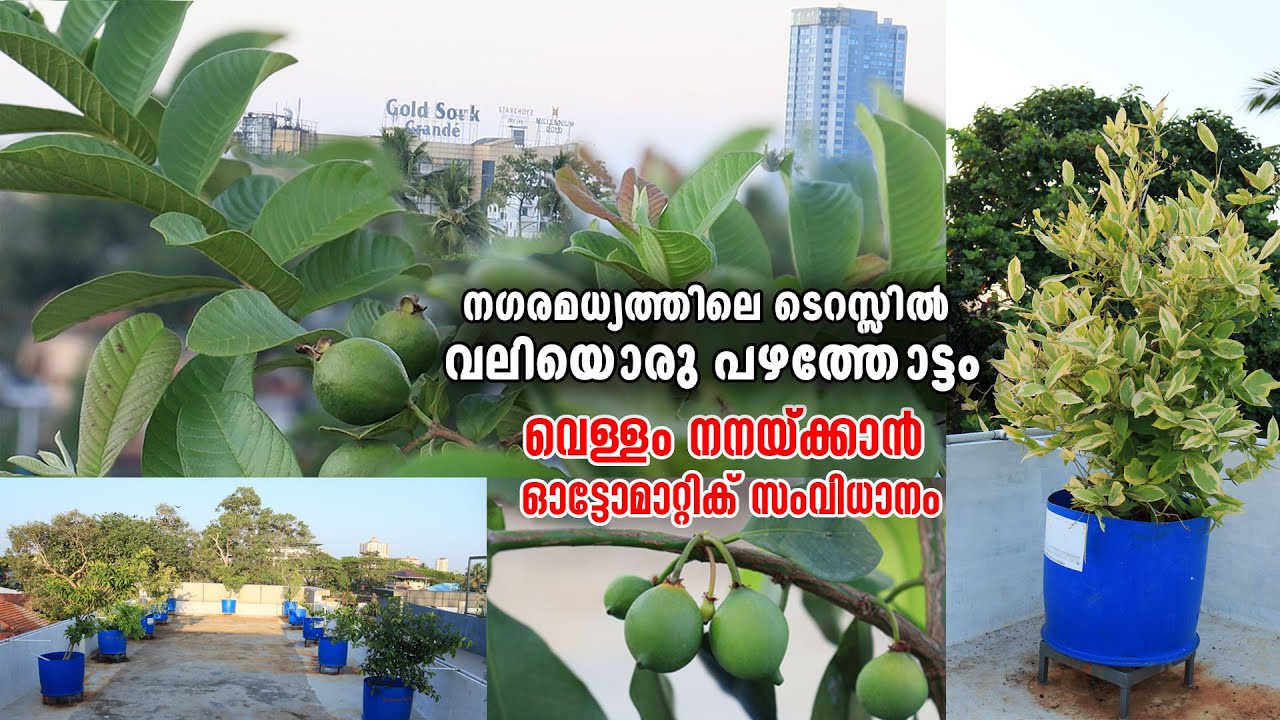 ന​ഗരമധ്യത്തിലെ ടെറസ്സിൽ വലിയൊരു പഴത്തോട്ടം | വെള്ളം നനയ്ക്കാൻ ഓട്ടോമാറ്റിക് സംവിധാനം|Terrace Farming