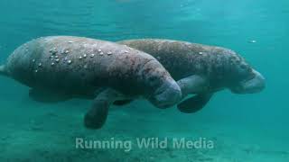 Florida manatee | 1080HD, 24 FPS, Slog2