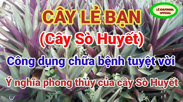 Cây Sò Huyết (Cây Lẻ Bạn) - Công Dụng và Cách Dùng / Sức Khỏe /LÊ KHƯƠNGĐL OFFICIAL