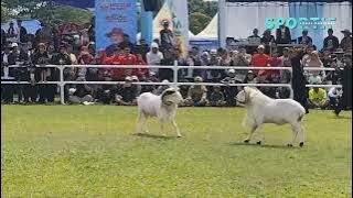 SEJARAH TRADISI SENI KETANGKASAN DOMBA GARUT