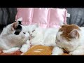 しろとちーちゃんライブ 191129