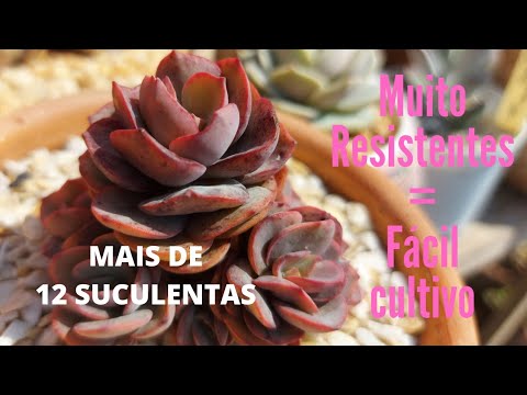 Vídeo: Os sedums são resistentes aos cervos?