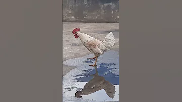 صوت الديك الأبيض 