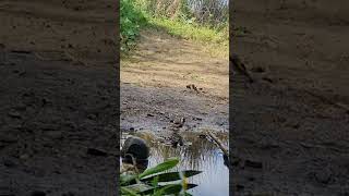 goldfinch trap صيد الحسون قي بركة مائية