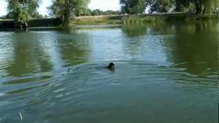 Такса и лягушка. Приколы, видео с животными. Собака Такса и лягушка. Приколы, видео с животными. Собака