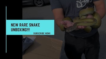 RARE SNAKE UNBOXING! | Apodora Papuana