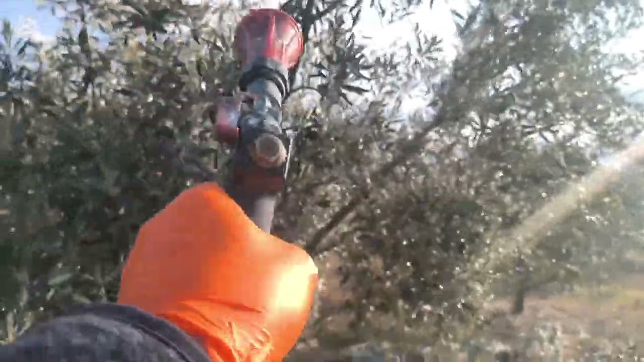 Διαφοροποίηση οφθαλμών Ελιάς 2025