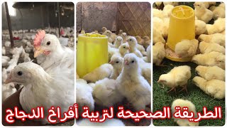 أساسيات نجاح تربية افراخ الدجاج 🐥