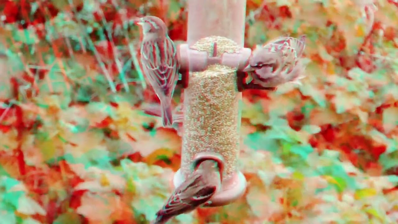 Sparrows - 3d content - view with red/cyan 3d glasses -  anaglyph