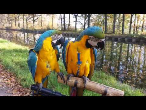 Macaw Growth Chart