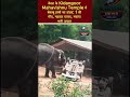 केरल के Kidangoor Mahavishnu Temple में बेकाबू हाथी का तांडव: 1 की मौ/त, महावत घायल