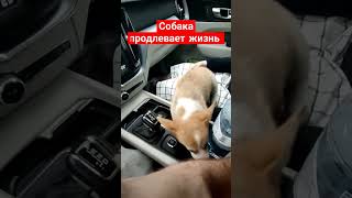 Собака продлевает жизнь как минимум на 2 года