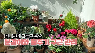 똑똑한 식물관리: 분갈이부터 물주기, 봄구근 관리, 습도유지, 금전수 분갈이