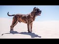 Presa canario en Spartan Kennel