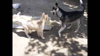 11 Week Old Husky Puppy Attacks Mom & Stands His Ground!