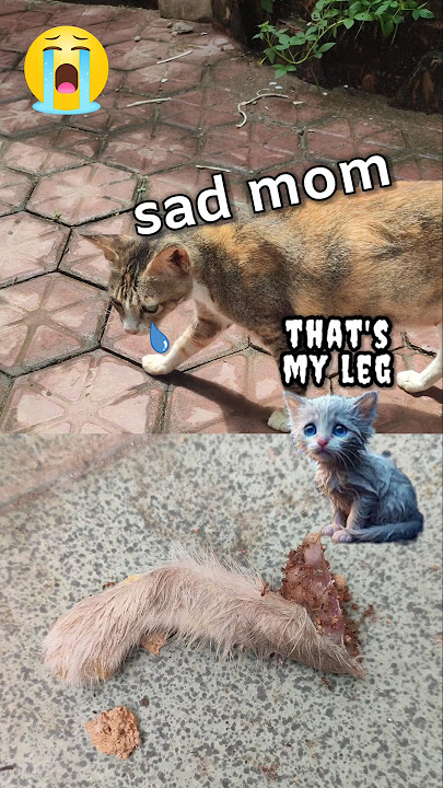 sad mom & its kitten's leg - sad cat miaw miaw miaw