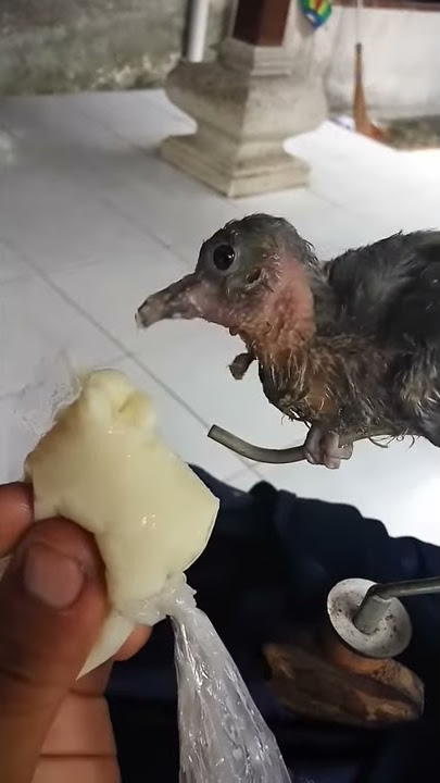 Beri mkn punai/kunan