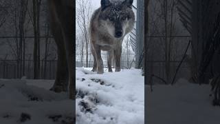 Прыжок длиною в жизнь. КАНАДСКИЙ ВОЛК АКЕЛА🐺 #wolf