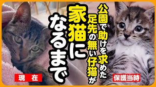 【祝卒園】必死に助けを求める 足先のない子猫が、優しい家族の元で しあわせな家猫になるまで【まとめ】