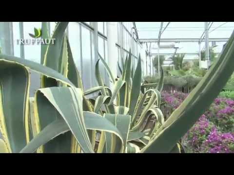 Vidéo: Growing Agave - Informations sur l'entretien des plantes d'agave