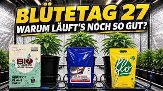 Es läuft sehr sehr gut und ich frage mich wieso. Ich denke es liegt am Blähton.