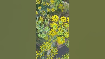 Wild parsnip